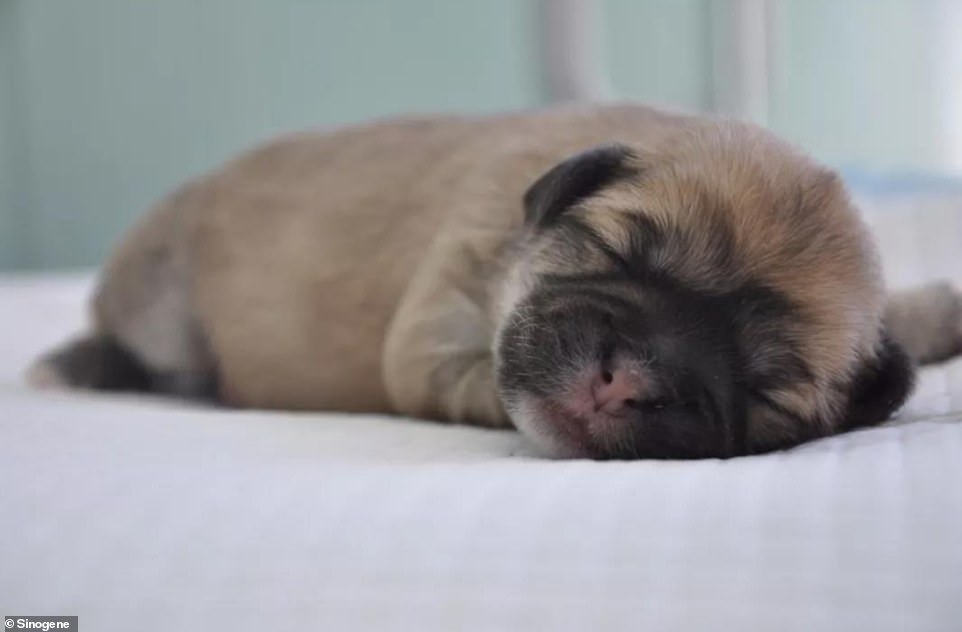 Juice's copy, 'Little Juice' - or 'Zhizhi' in Chinese - was born in mid-September at the lab of Beijing-based company Sinogene. The fluffy puppy melted the hearts of the public when the company released a set of pictures showing the one-month old dog