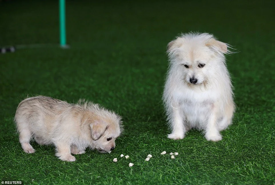 Two of A Kind:China's First pet cloning