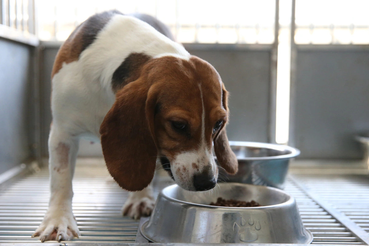 Growth of Pet Cloning Means Love Never Dies