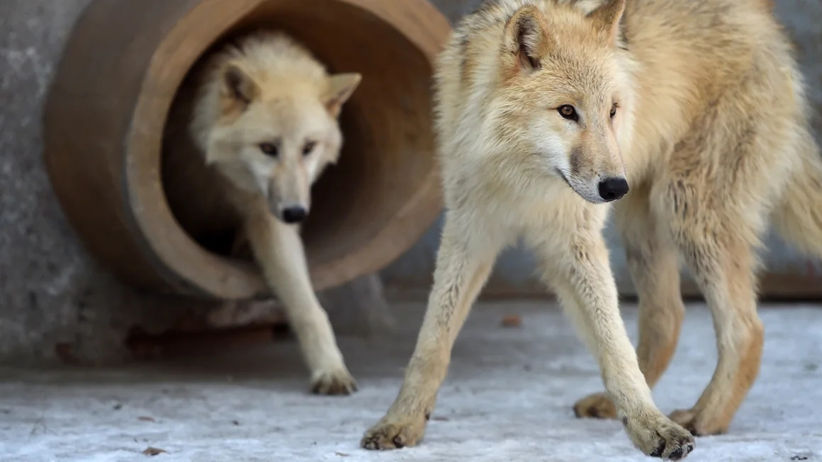 Chinese Researchers Clone An Arctic Wolf in ‘Landmark’Conservation Project