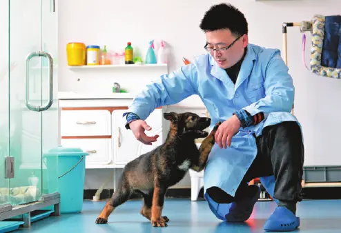 kèlóng jǐngquǎn: Cloned police dog