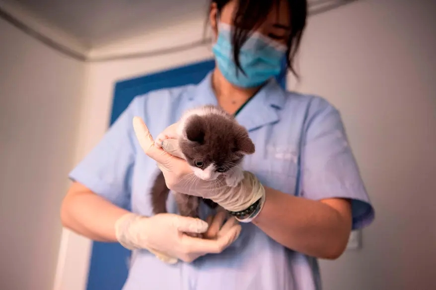 China introduces First Cloned Kitten