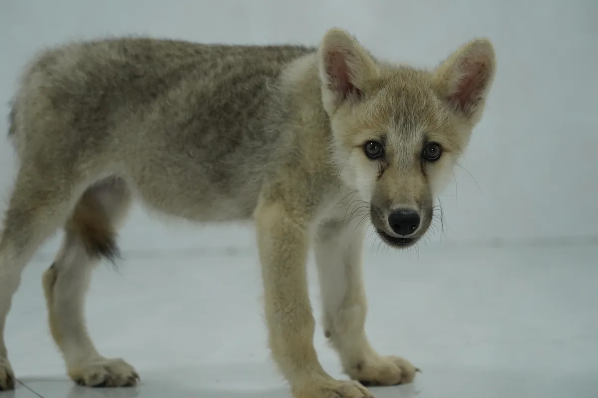 China Reveals World's First Cloned Arctic Wolf Pup