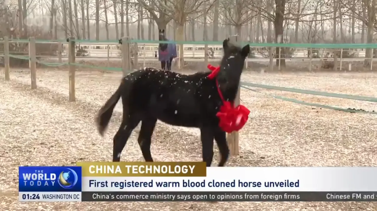 China Technology: First Registered Warm Blood Cloned Horse Unveiled