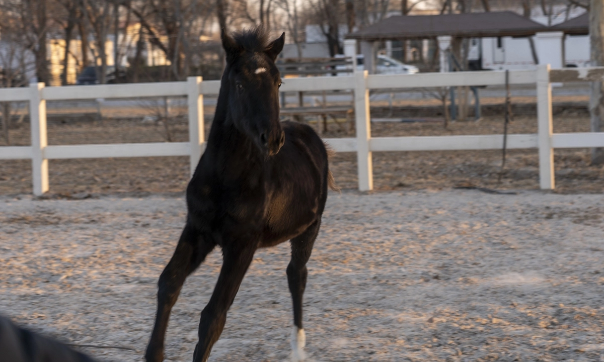 China's 1st Registered Cloned Warm-blood Horse Makes Debut in Beijing