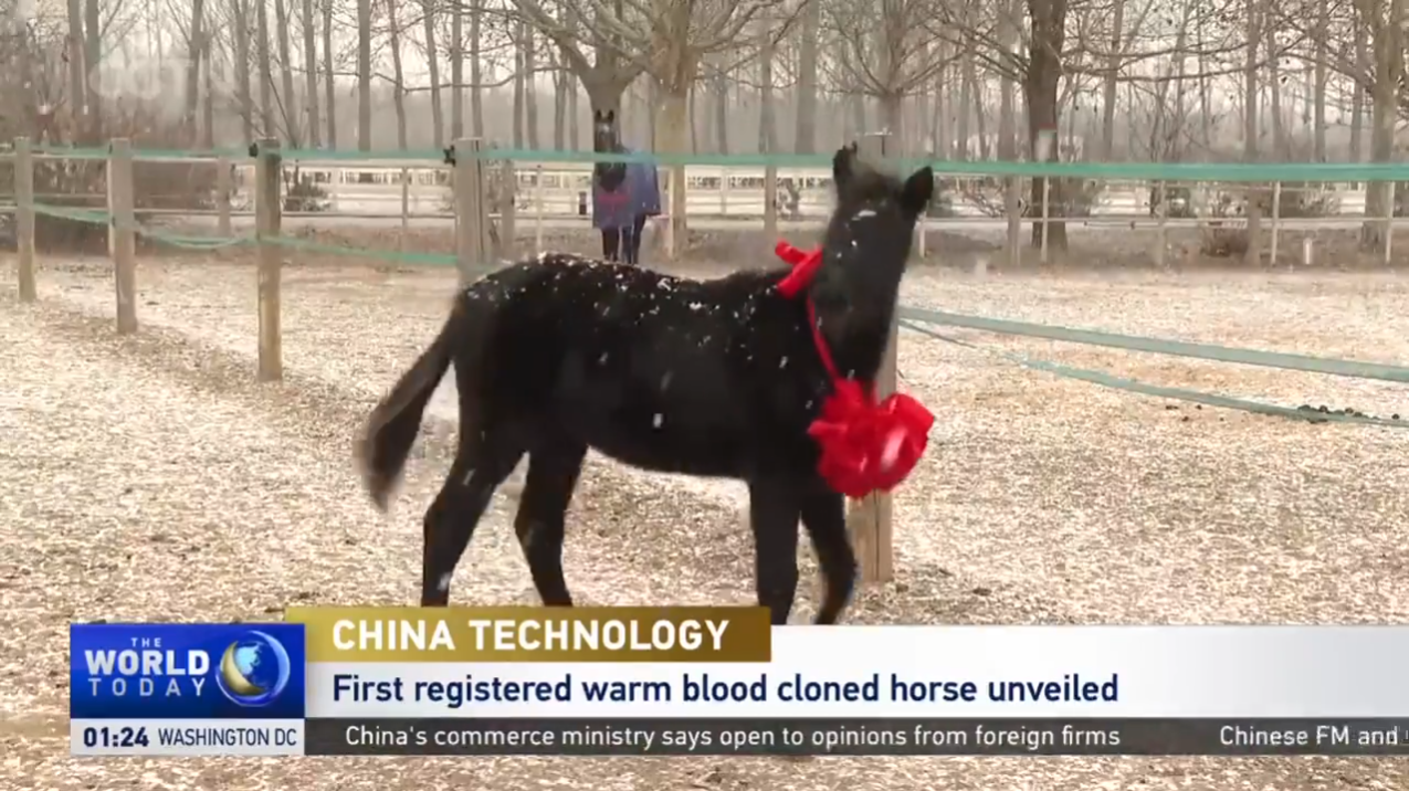 China_Technology_First_Registered_Warm_Blood_Cloned_Horse_Unveiled.jpg