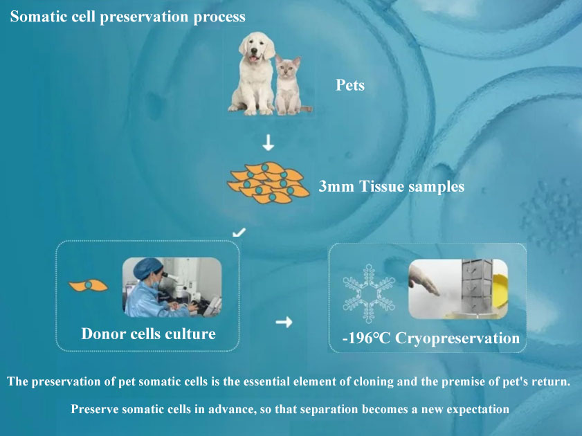 cell_preservation_process.jpg