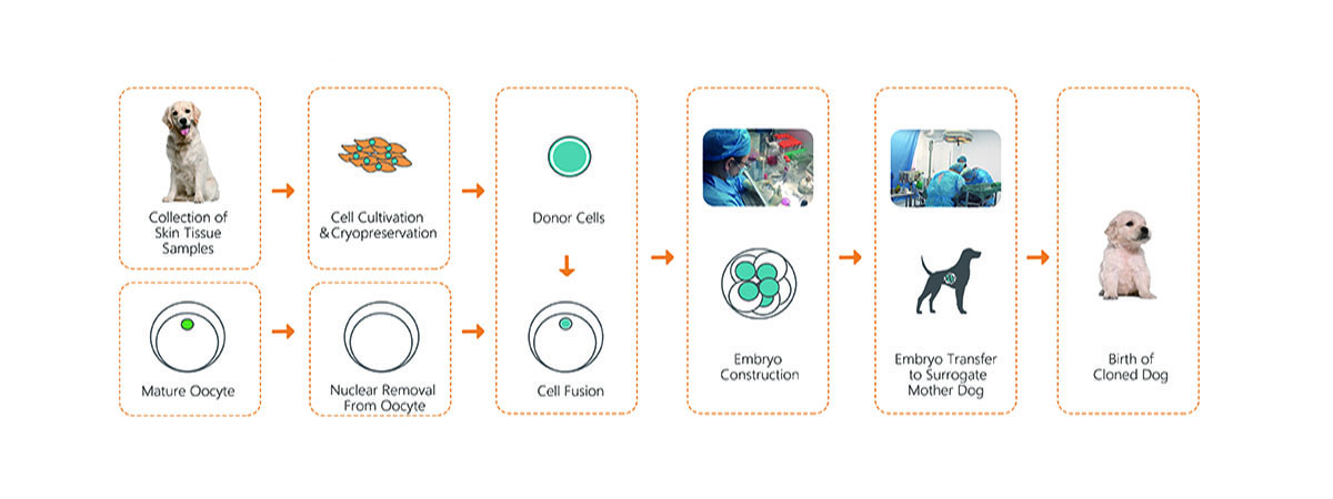 dog_cloning_process_chart_2.jpg